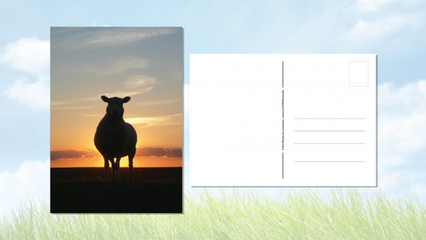 Postkarte Schaf mit Sonnenuntergang